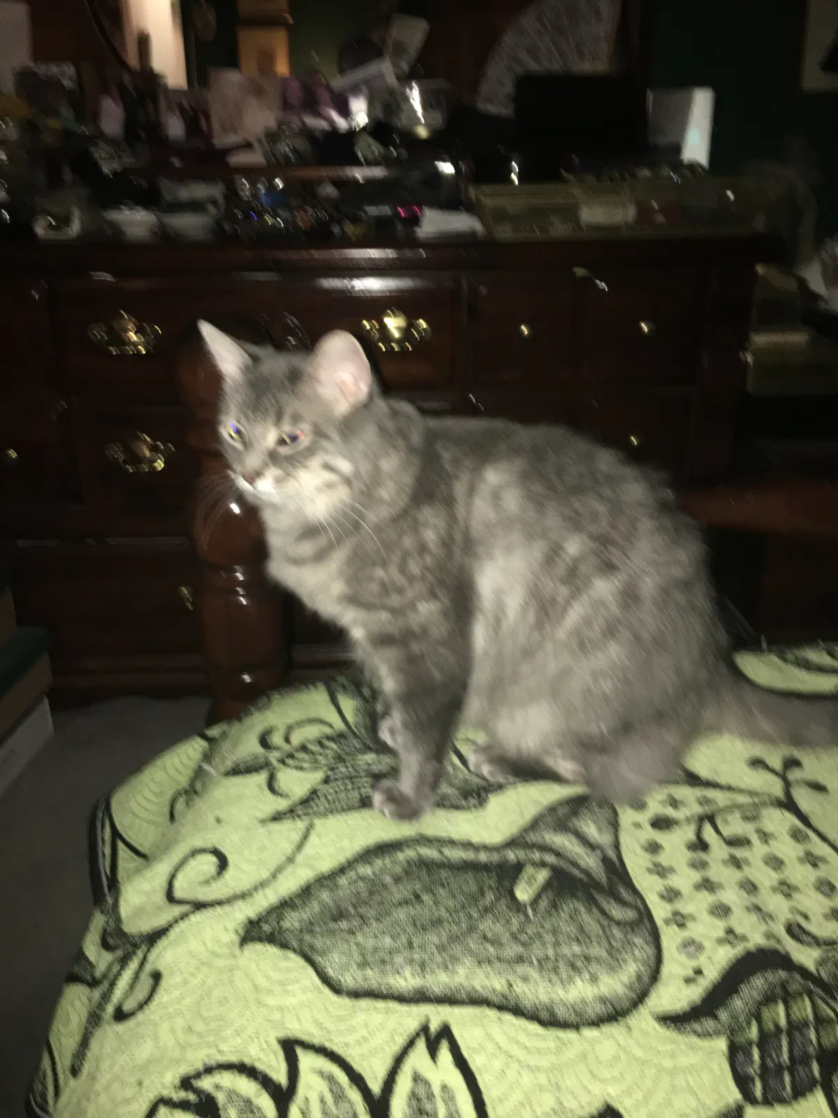 Lost cat in Wittmann, AZ, 85361