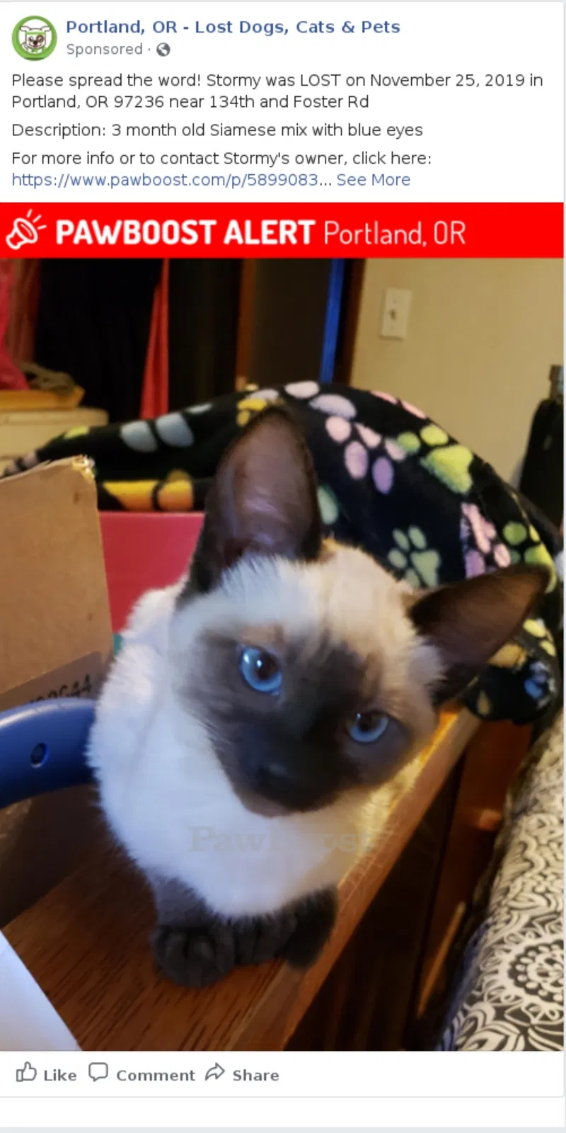 Lost cat in Portland, OR, 97236