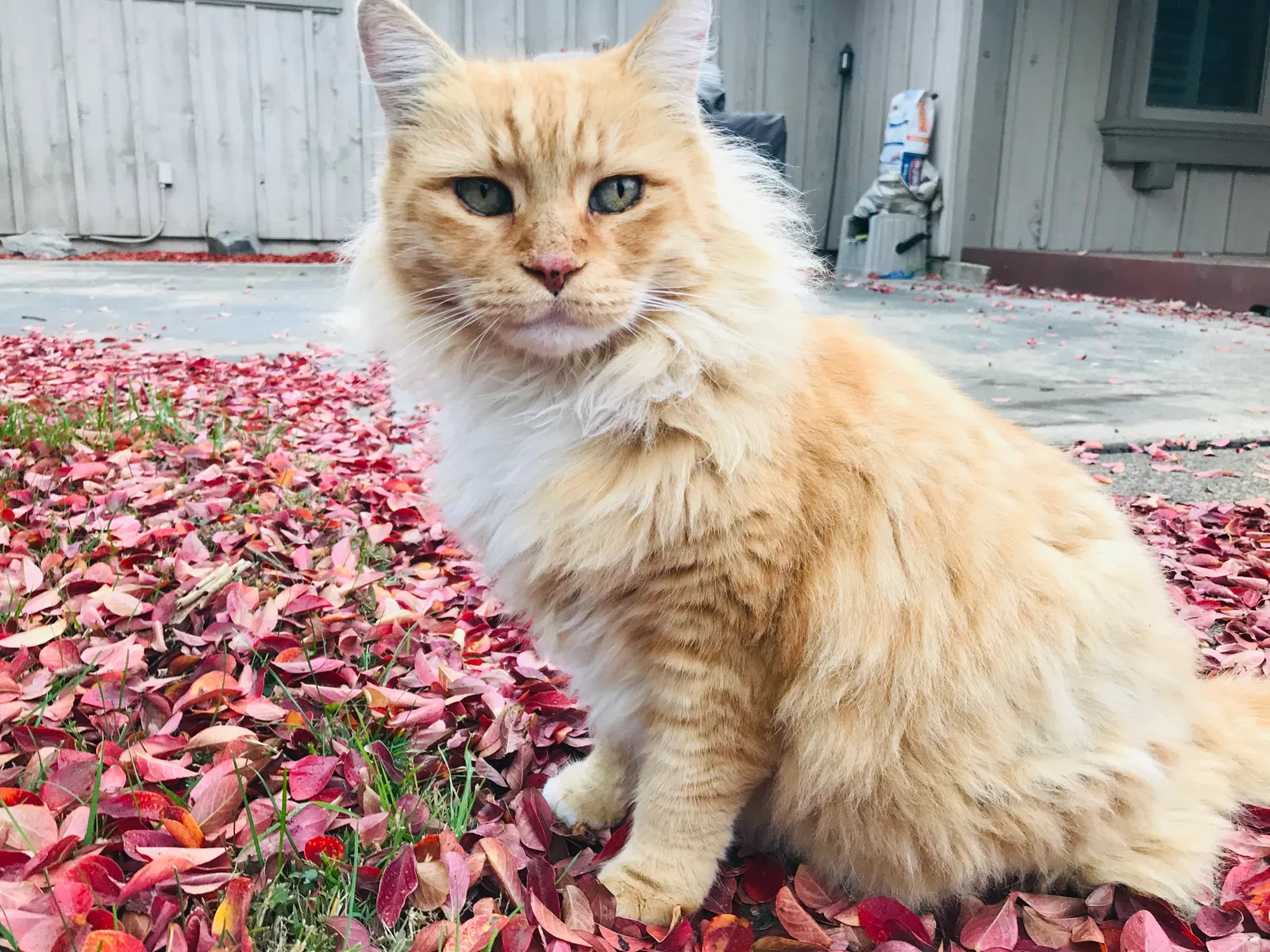 Lost cat in Madera, CA, 93637