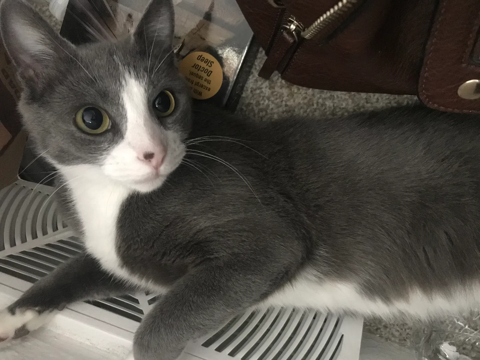 Lost cat in Denver, CO, 80260