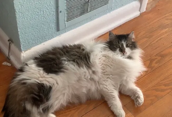 Lost cat in Littleton, CO, 80126