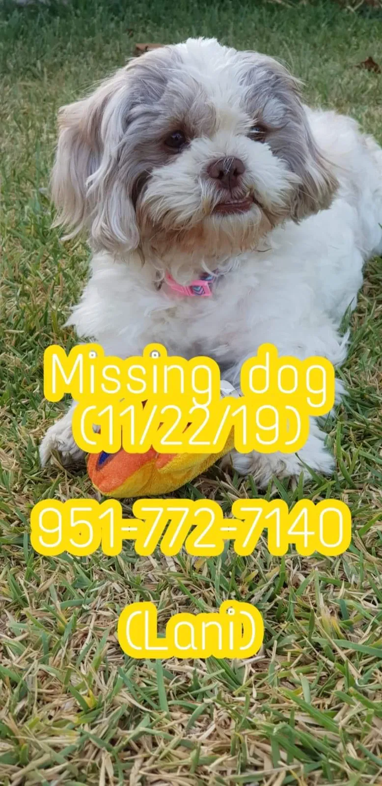 Lost dog in Riverside, CA, 92505