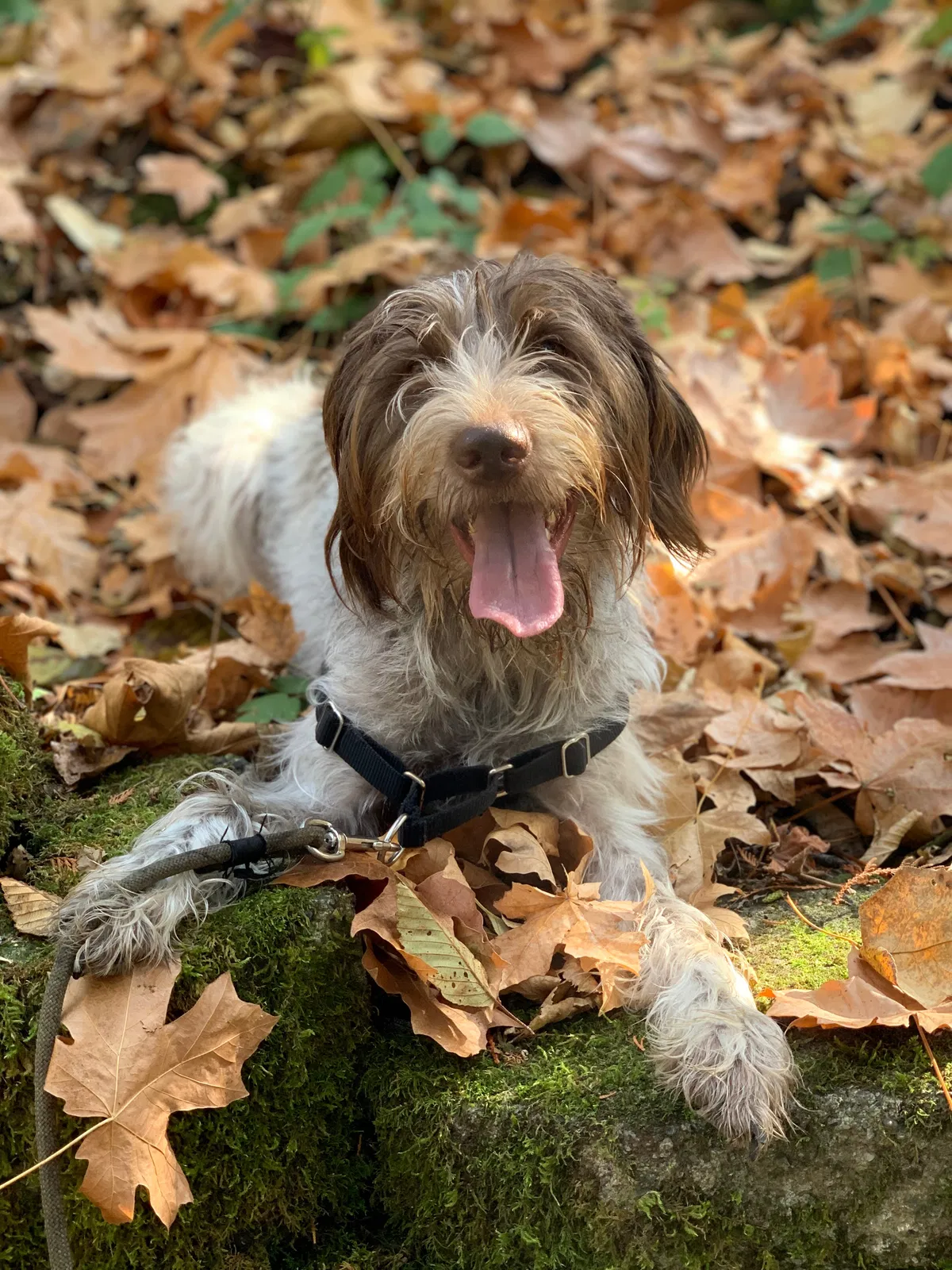 Lost dog in Aurora, OR, 97002