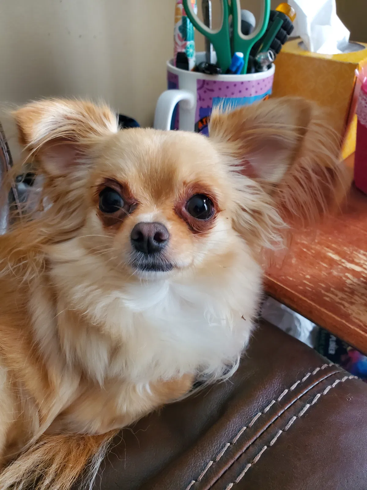 Lost dog in Miamisburg, OH, 45342