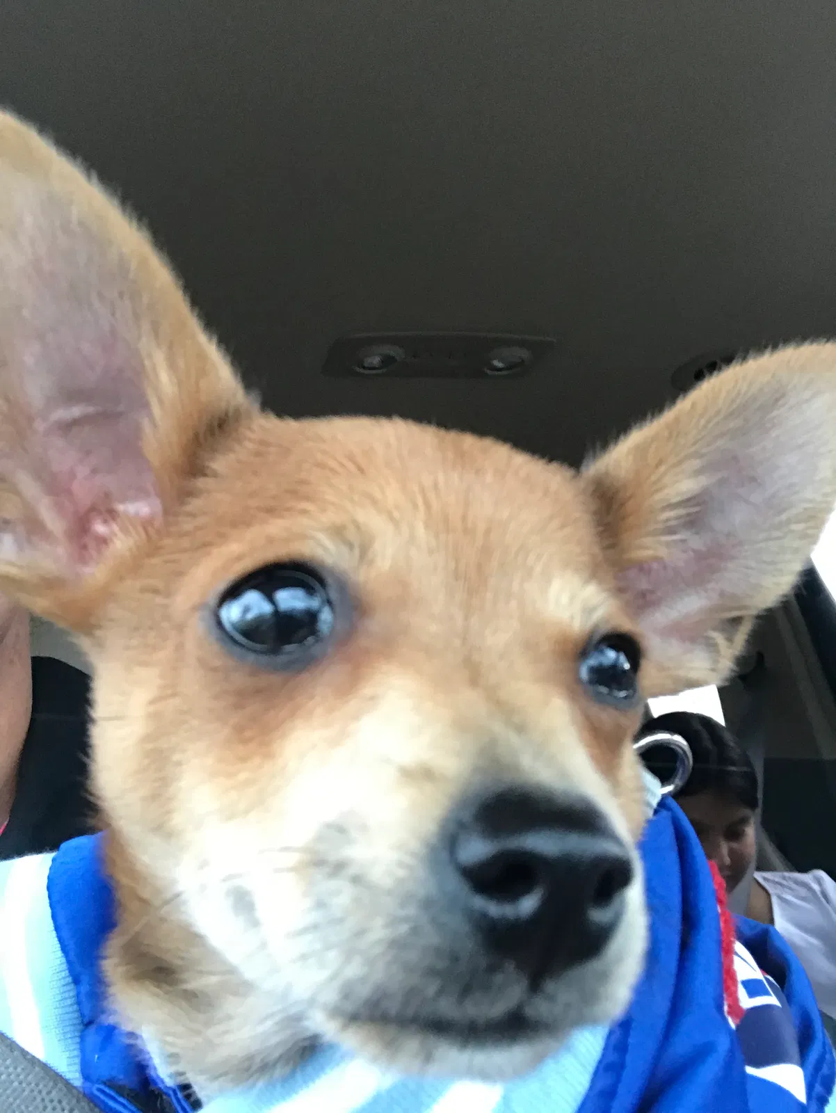 Lost dog in Stewartville, MN, 55976