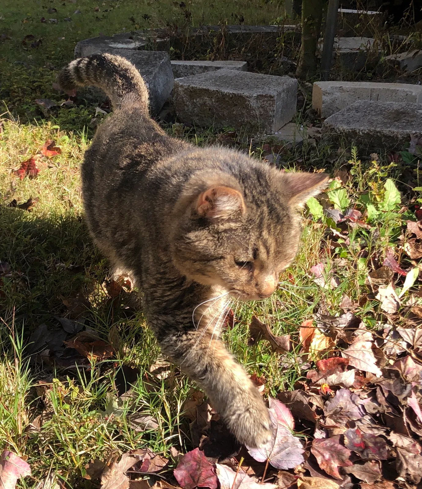 Lost cat in Kennesaw, GA, 30144