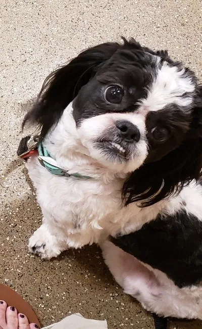 Lost dog in Broken Arrow, OK, 74014