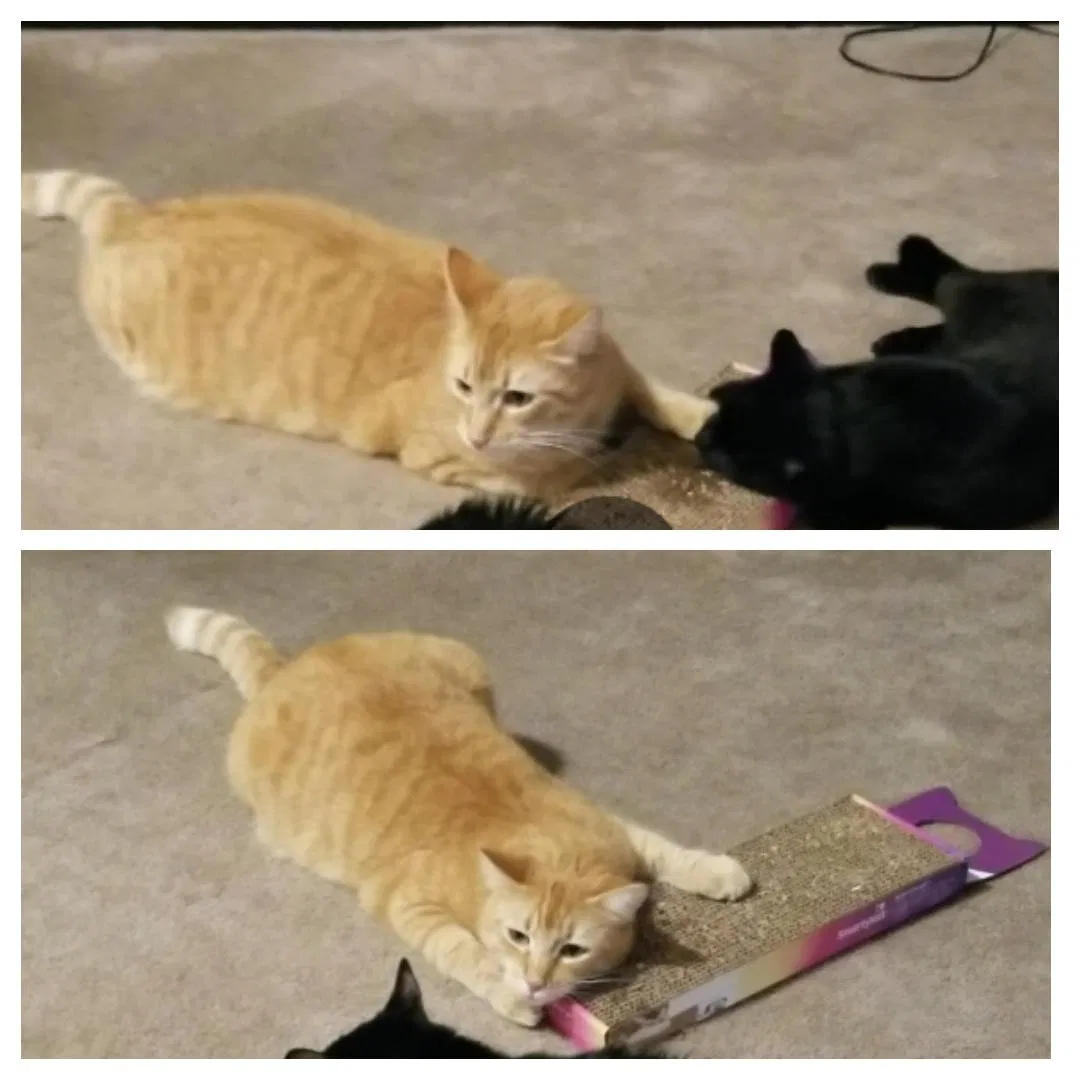 Lost cat in Fairfield, CA, 94533