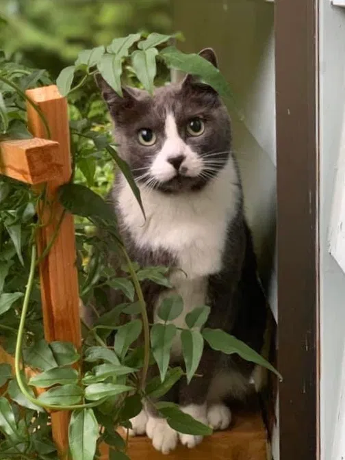 Lost cat in Woodinville, WA, 98077