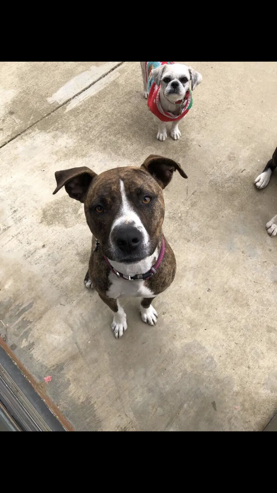 Lost dog in Chino Hills, CA, 91709