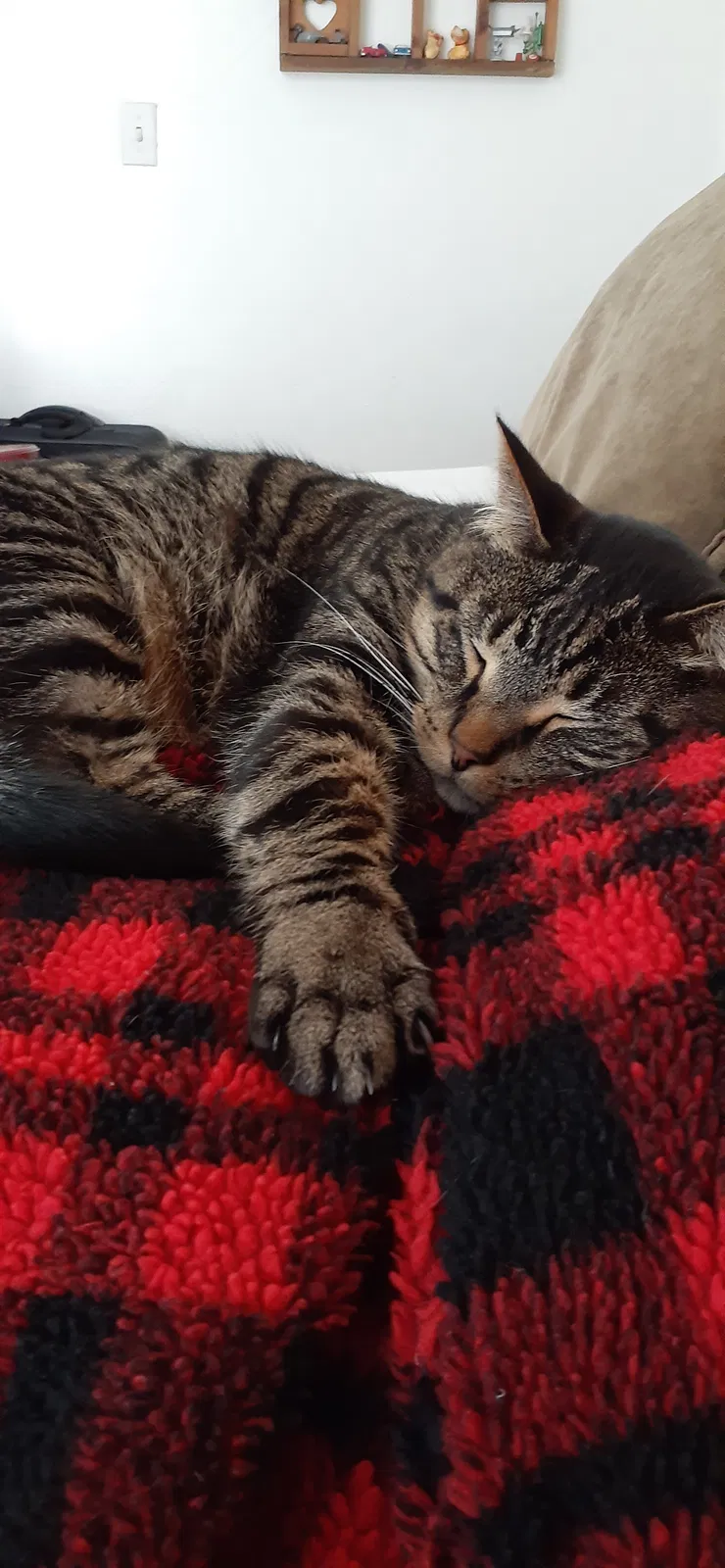 Lost cat in Peoria, IL, 61604