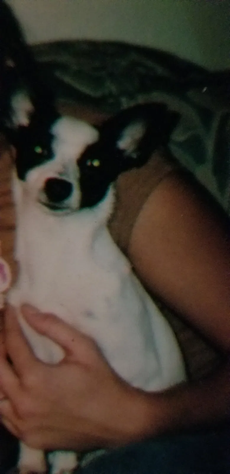 Lost dog in North Fort Myers, FL, 33903