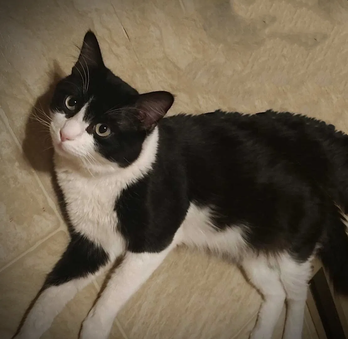 Lost cat in Rockport, TX, 78382