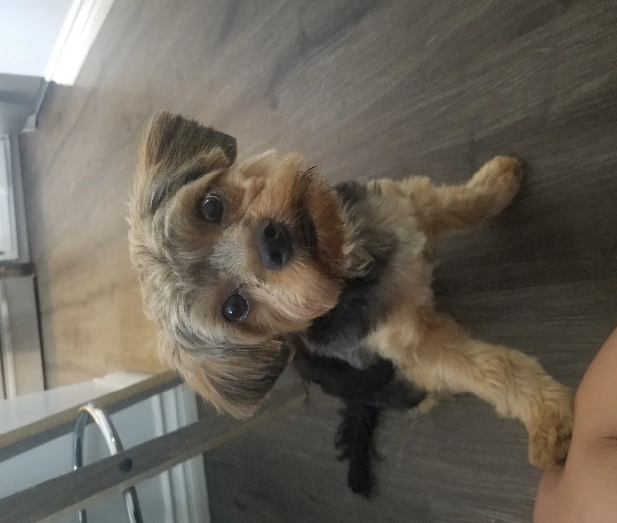 Lost dog in Ontario, CA, 91764