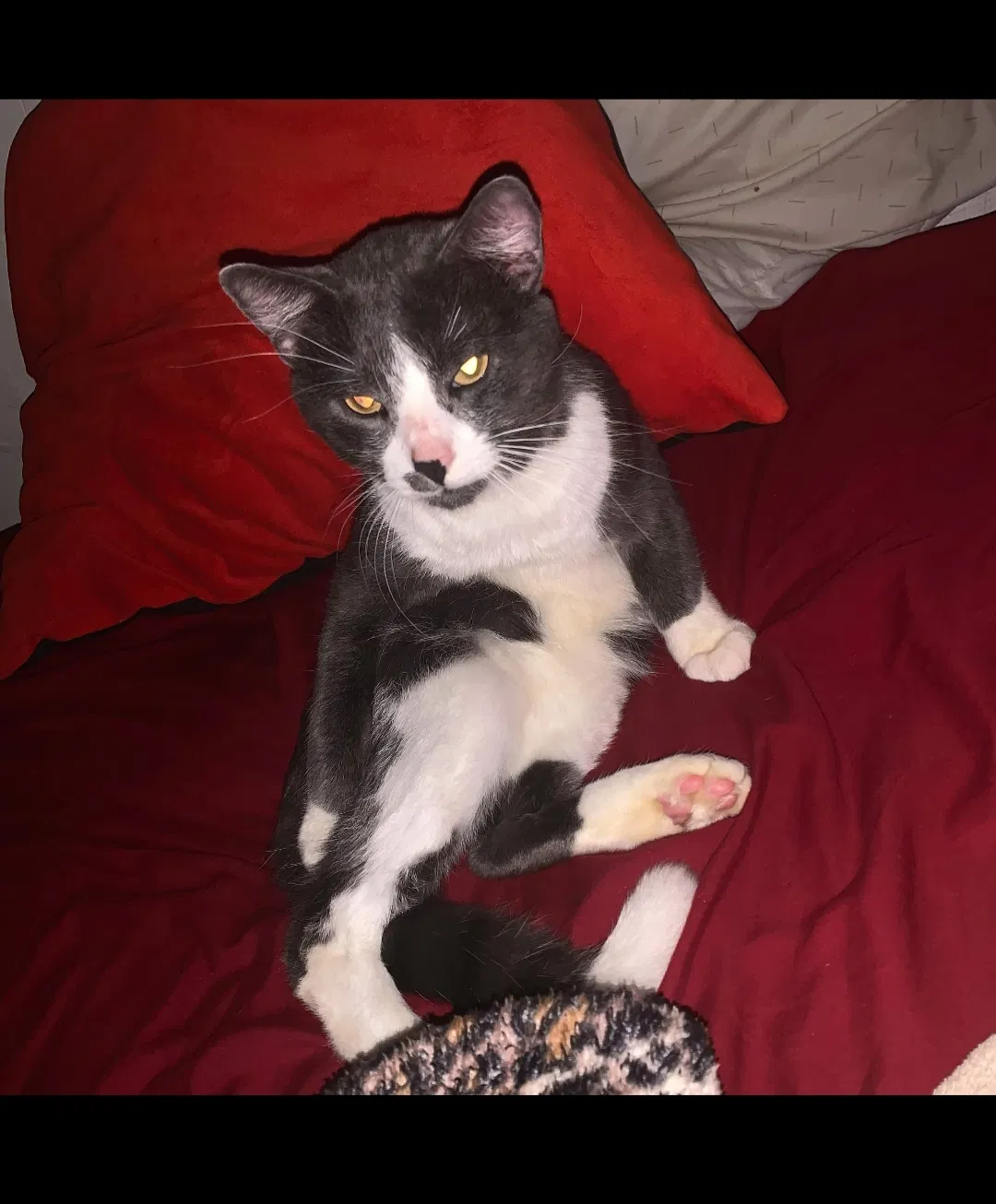 Lost cat in Milwaukee, WI, 53204