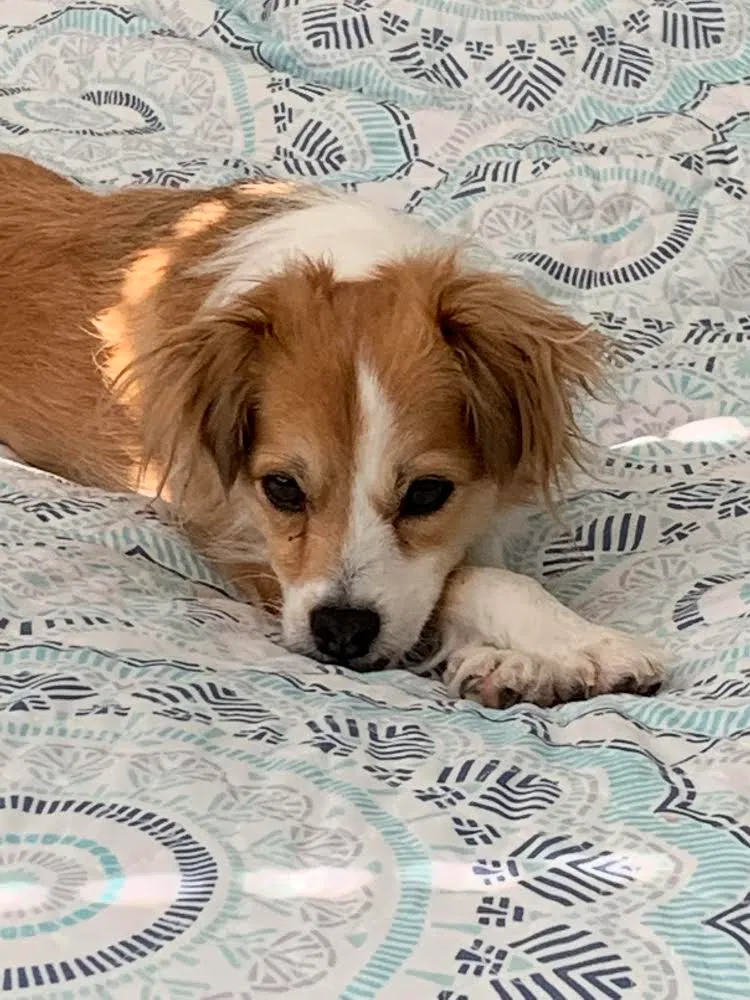 Lost dog in North Richland Hills, TX, 76180