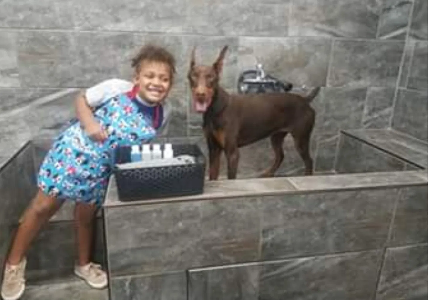 Lost dog in Greenville, SC, 29605