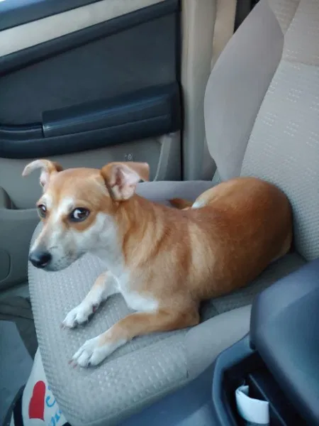 Lost dog in Elsa, TX, 78543