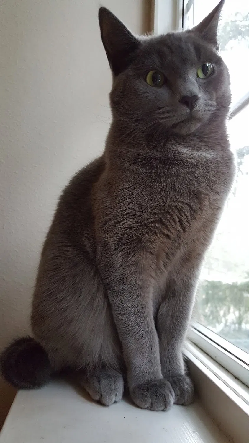 Lost cat in Auburn, WA, 98092