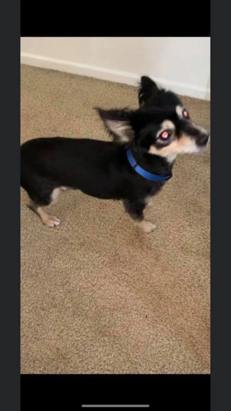 Lost dog in Rancho Cucamonga, CA, 91730
