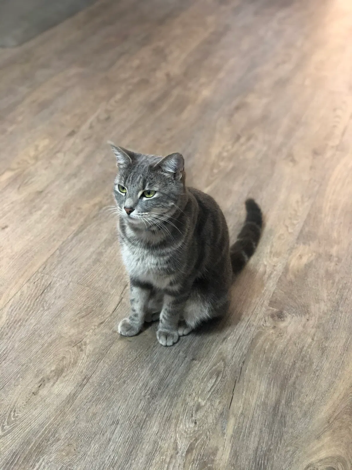 Lost cat in Winter Park, FL, 32792