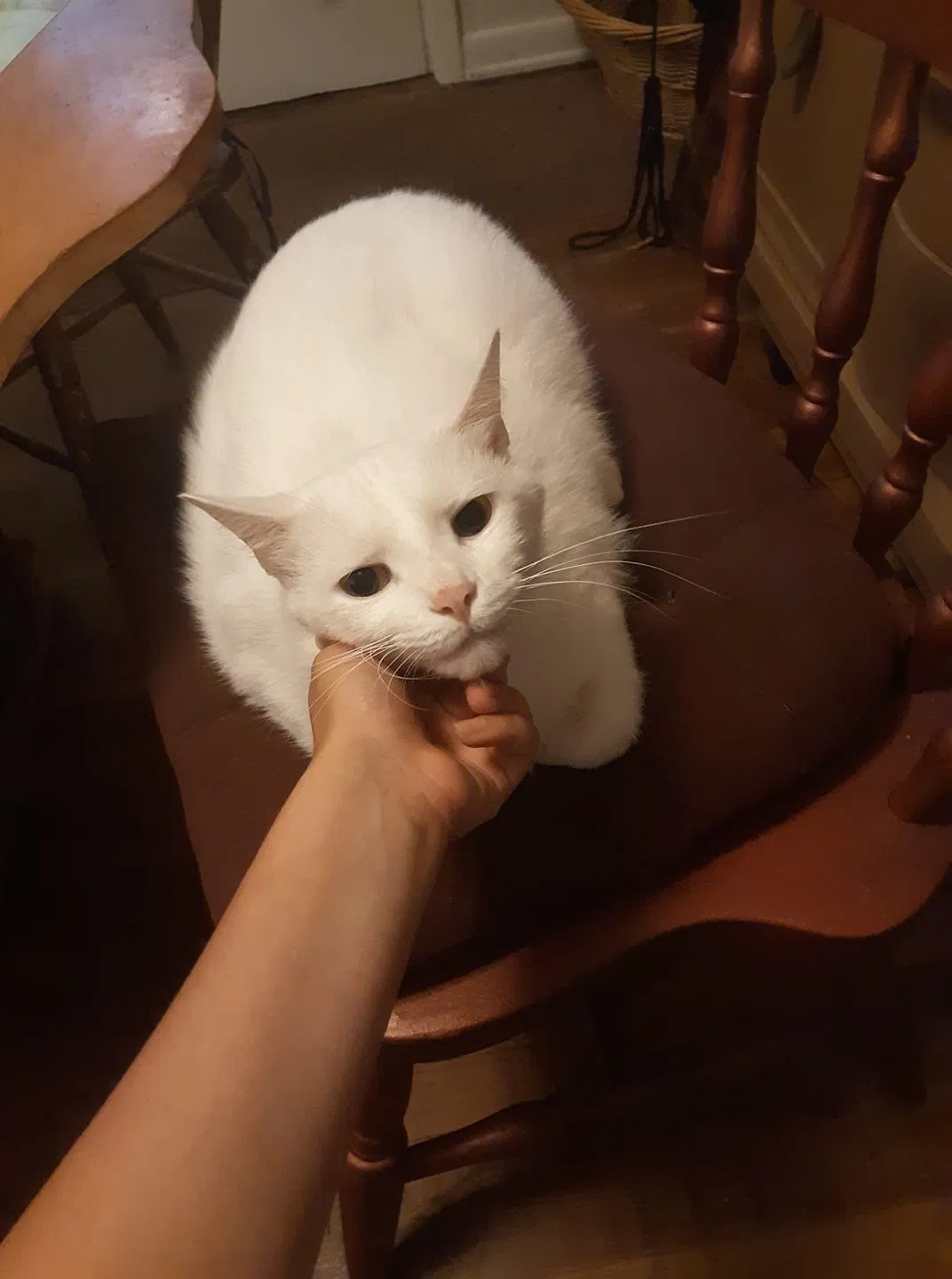 Lost cat in Erie, PA, 16505