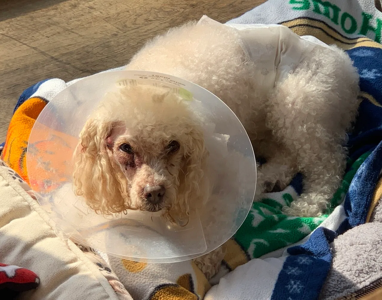 Lost dog in Pound Ridge, NY, 10576