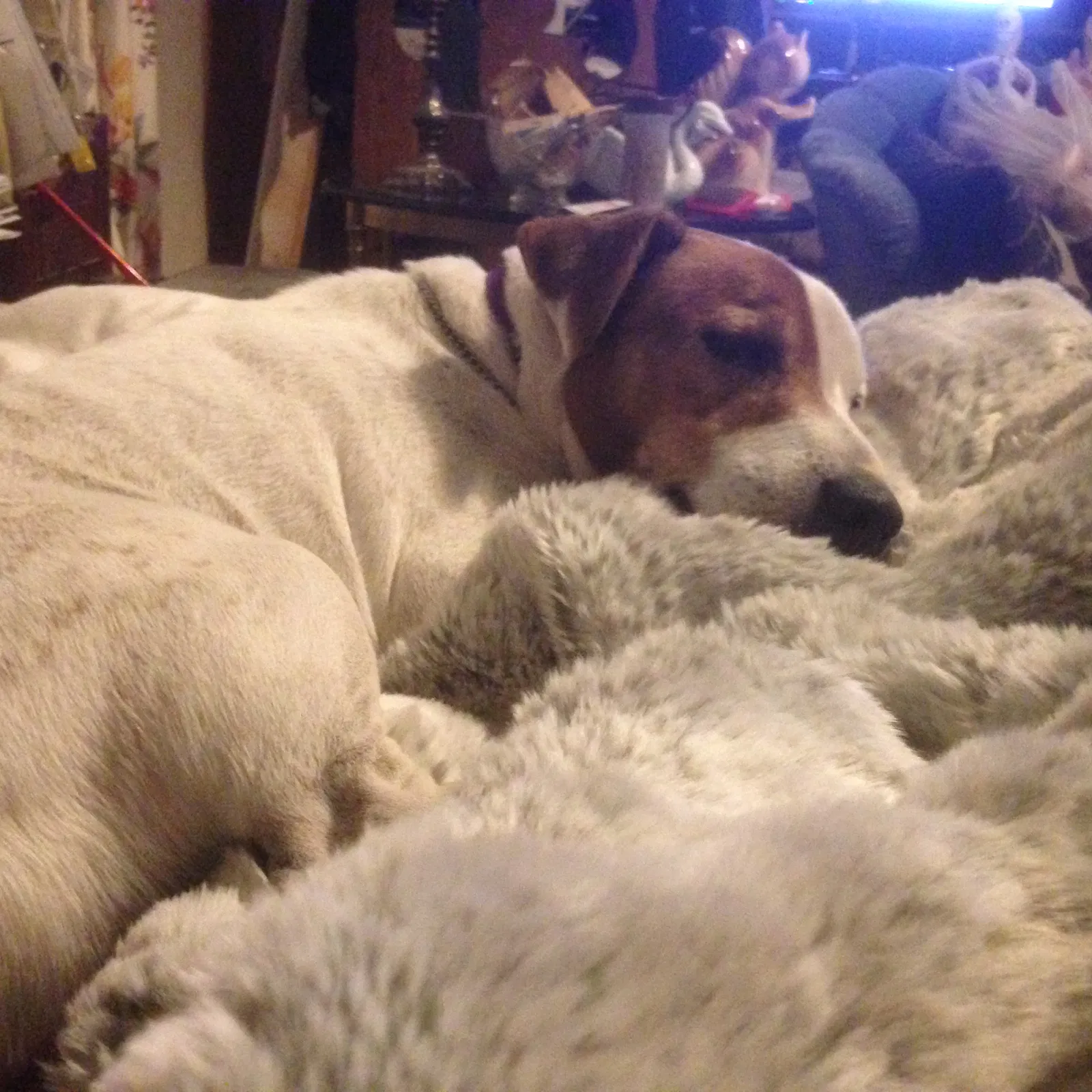 Lost dog in Columbus, OH, 43227