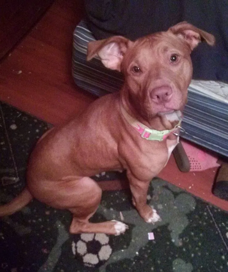 Lost dog in Virginia Beach, VA, 23462