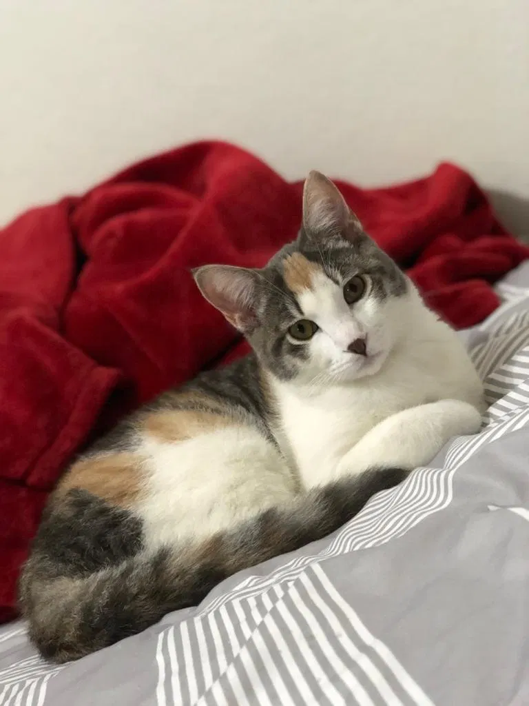 Lost cat in San Diego, CA, 92122