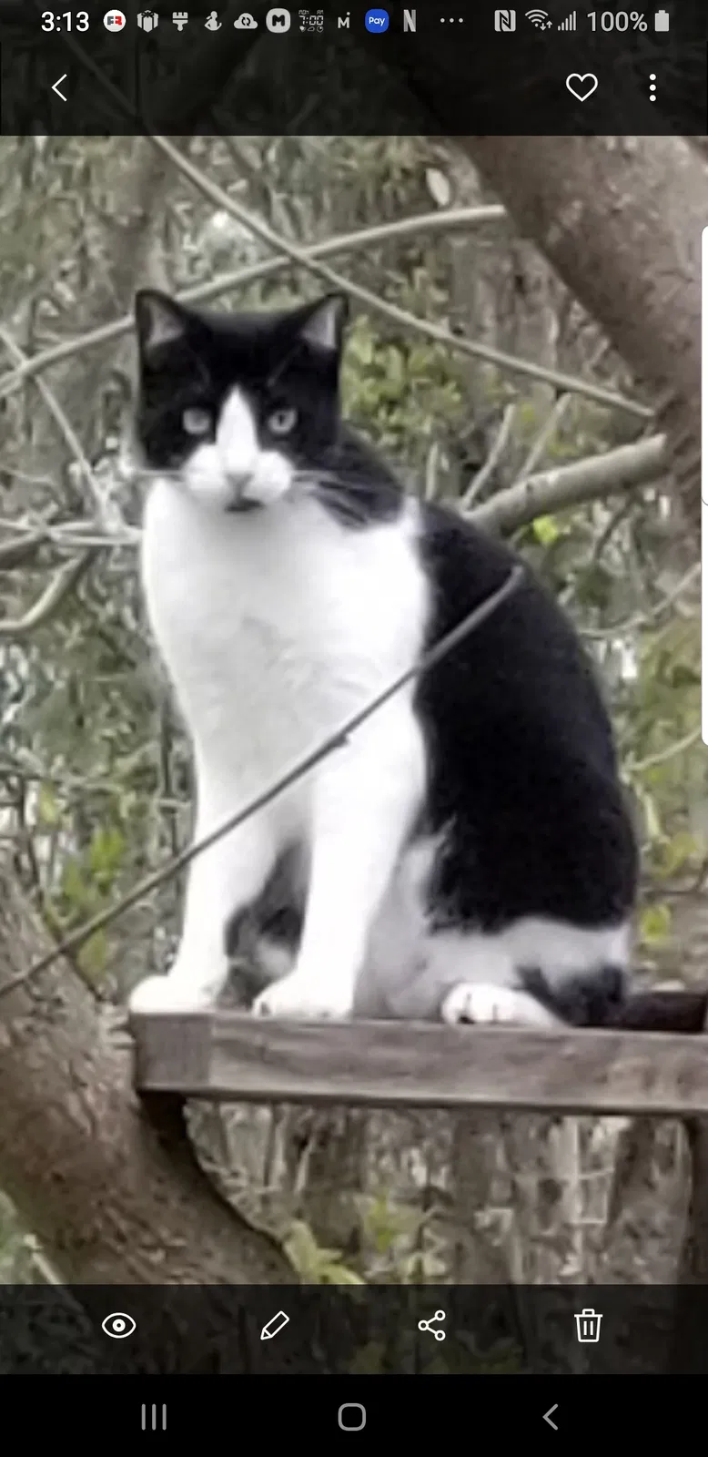 Lost cat in Marrero, LA, 70072