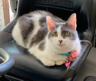 Lost cat in Marietta, GA, 30066