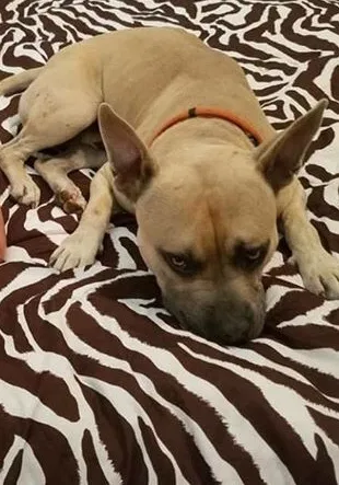 Lost dog in Piedmont, AL, 36272