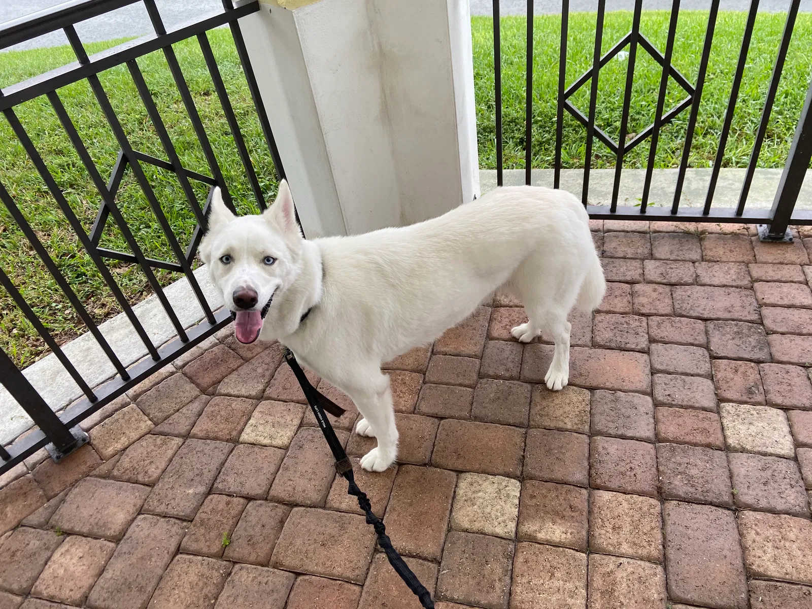 Lost dog in Fort Lauderdale, FL, 33311