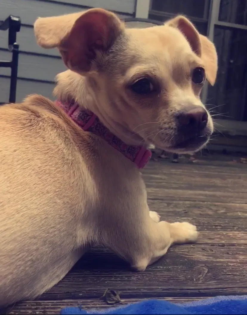 Lost dog in Lawrenceville, GA, 30043