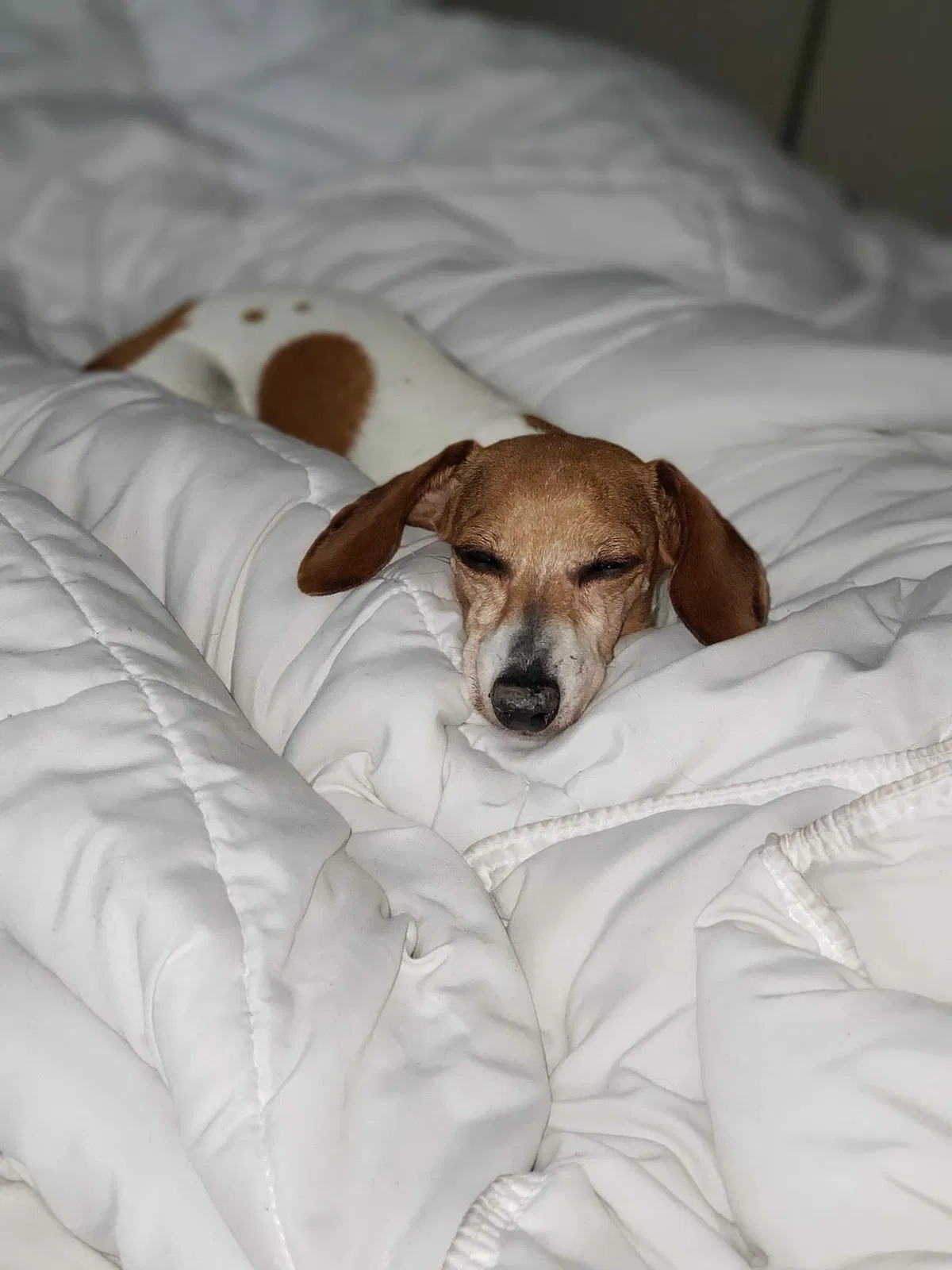 Lost dog in Universal City, TX, 78148