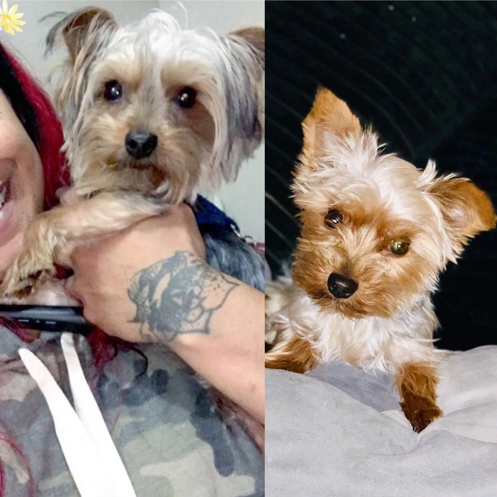 Lost dog in Saint Louis, MO, 63101