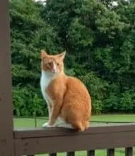 Lost cat in Rock Hill, SC, 29732
