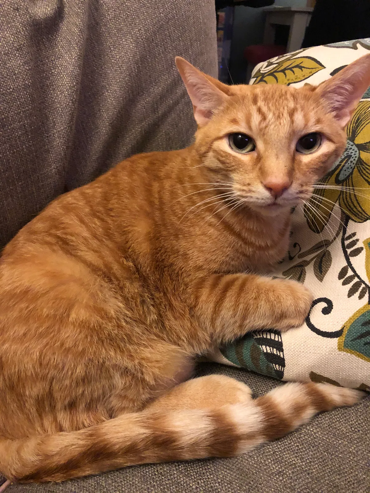 Lost cat in Los Angeles, CA, 90004