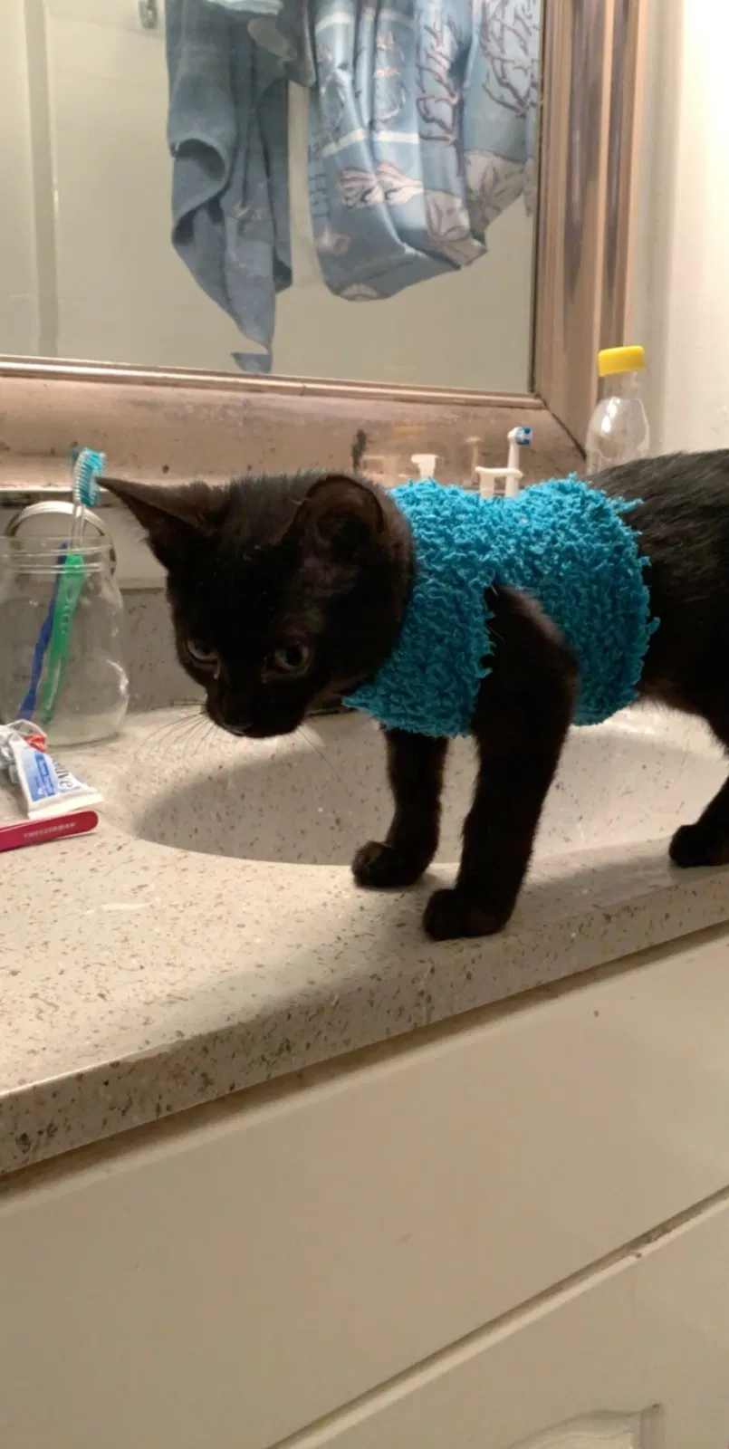 Lost cat in Mount Prospect, IL, 60056