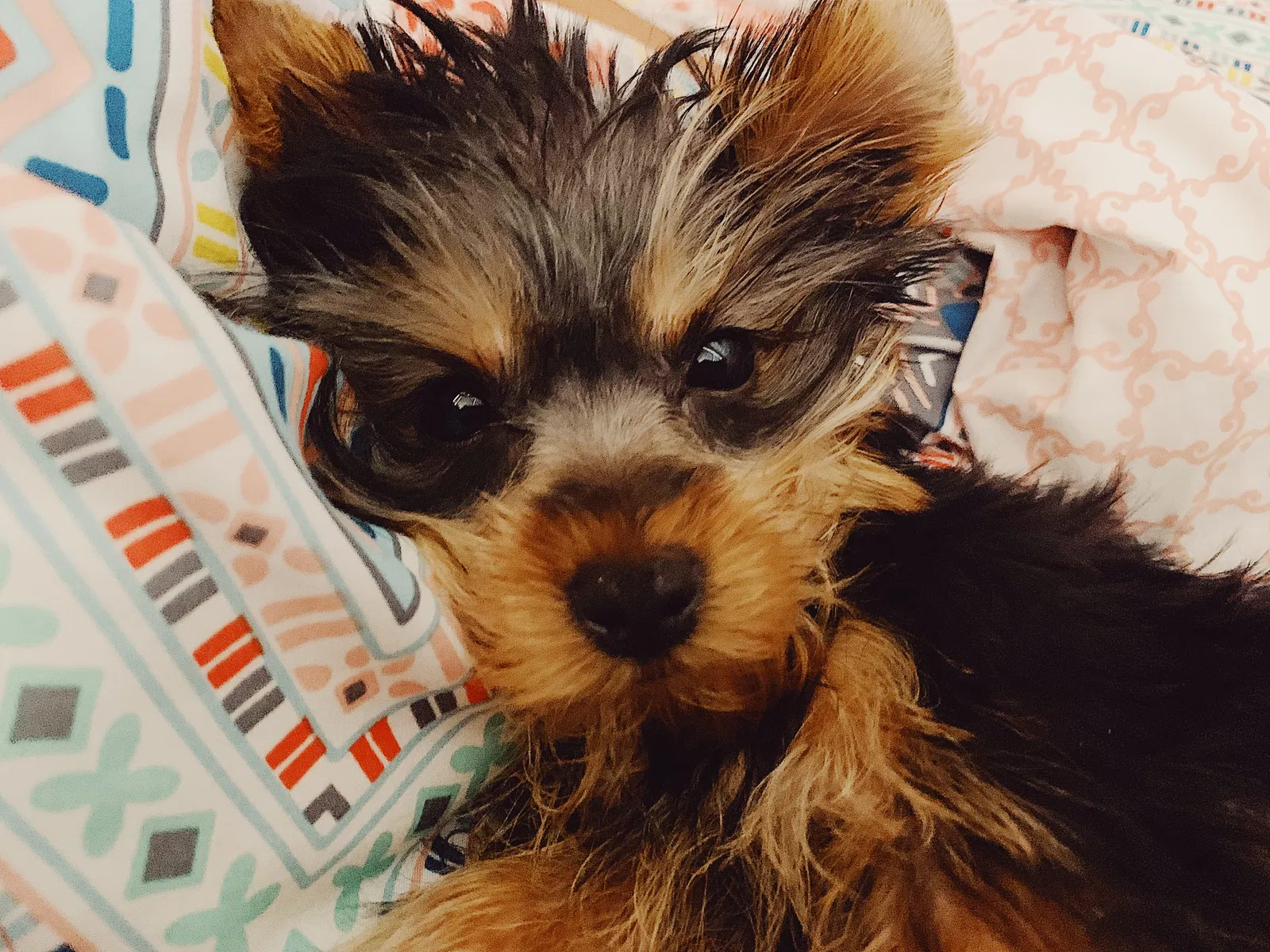 Lost dog in Hialeah, FL, 33018