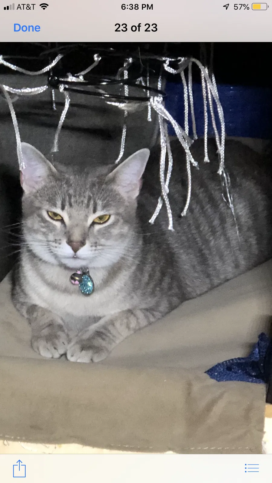 Lost cat in La Mesa, CA, 91941