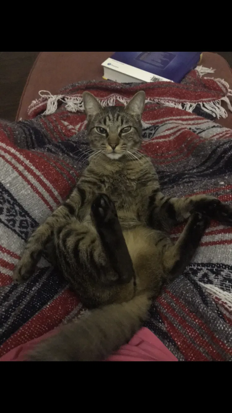 Lost cat in Tampa, FL, 33635