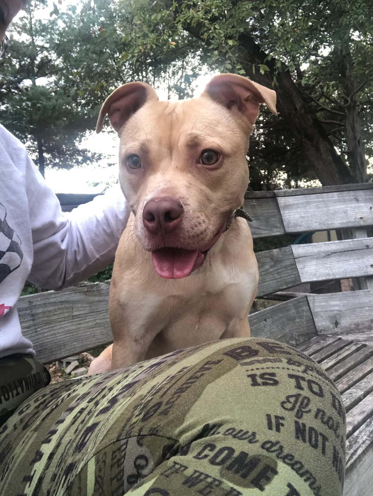 Lost dog in Charlotte, NC, 28213