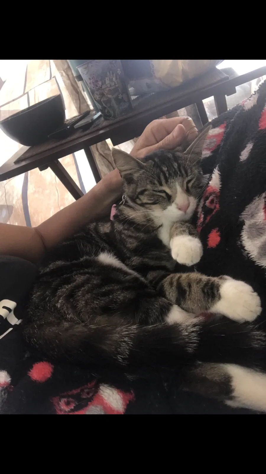 Lost cat in Oxnard, CA, 93030