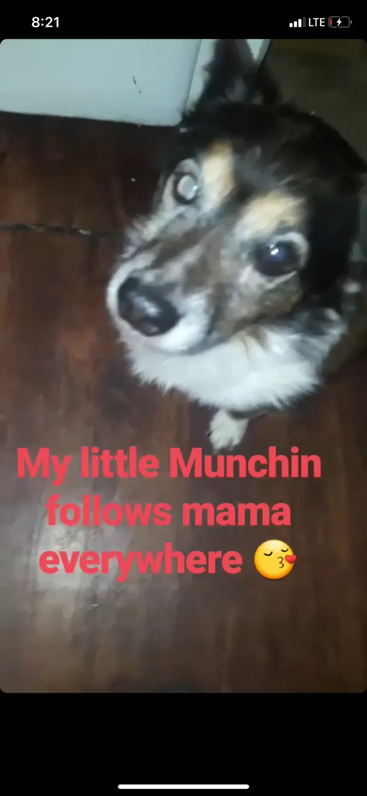 Lost dog in San Antonio, TX, 78238