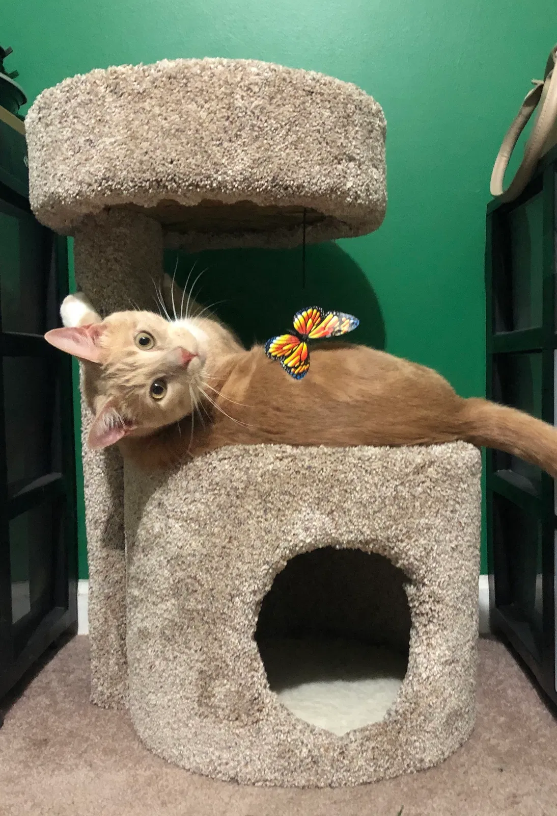 Lost cat in Gibsonville, NC, 27249