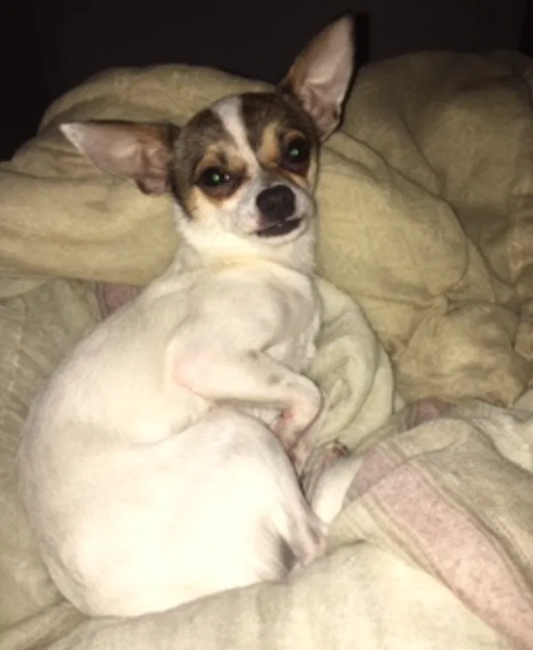 Lost dog in Waco, TX, 76711