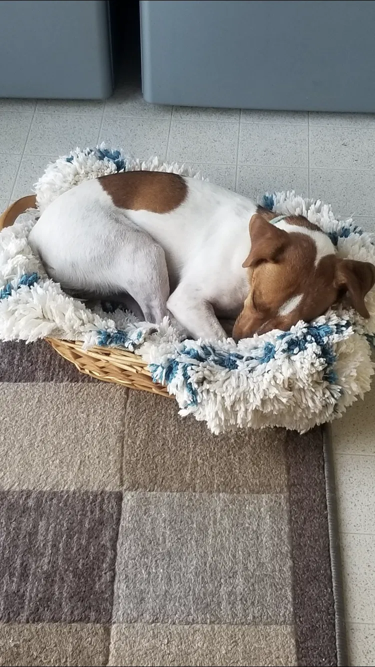 Lost dog in Milton, WV, 25541