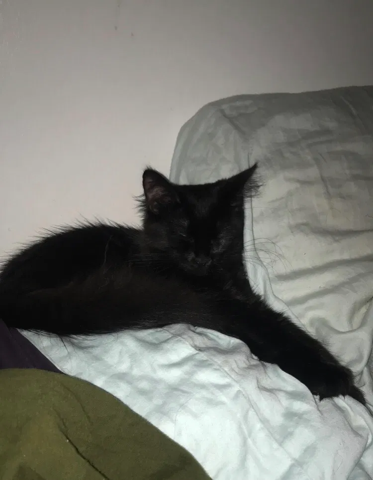 Lost cat in Ypsilanti, MI, 48197